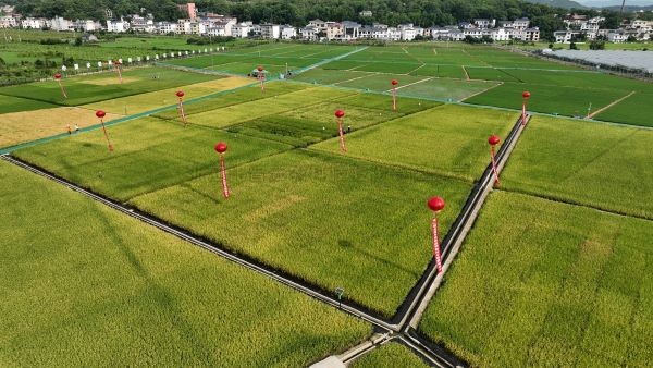 湘东区现代化制种基地，数智赋能让“赣鄱粮仓”更有底气！