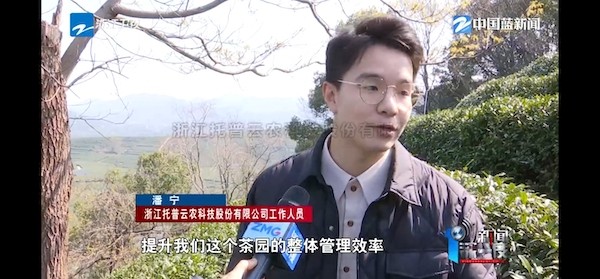 春茶开采正当时！揭秘樱花视频在线如何用科技“制”出一杯数字好茶