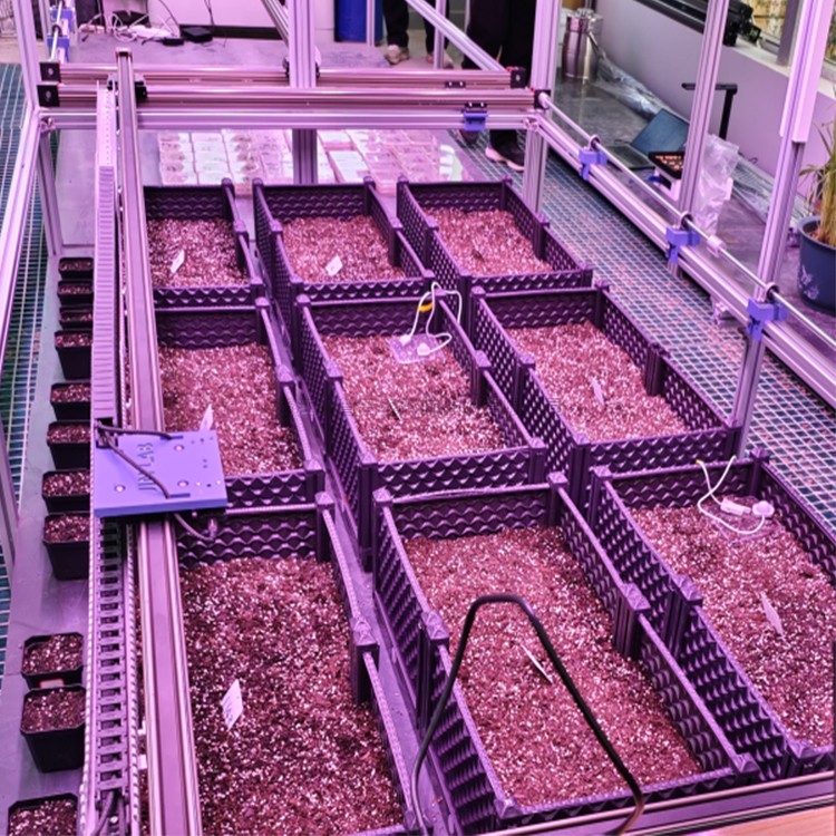 室内樱花视频免费观看萌发表型监测系统TPN-SeedPhy