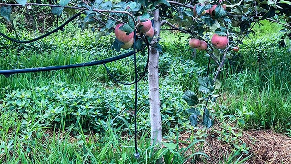 石林县引进樱花视频在线水肥一体化技术打造高原生态农业示范区