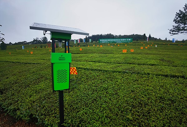 五峰仁和坪镇道家湾茶园里的樱花视频在线杀虫灯